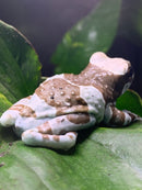Amazon Milk Frog - (Trachycephalus resinifictrix) - Captive Bred