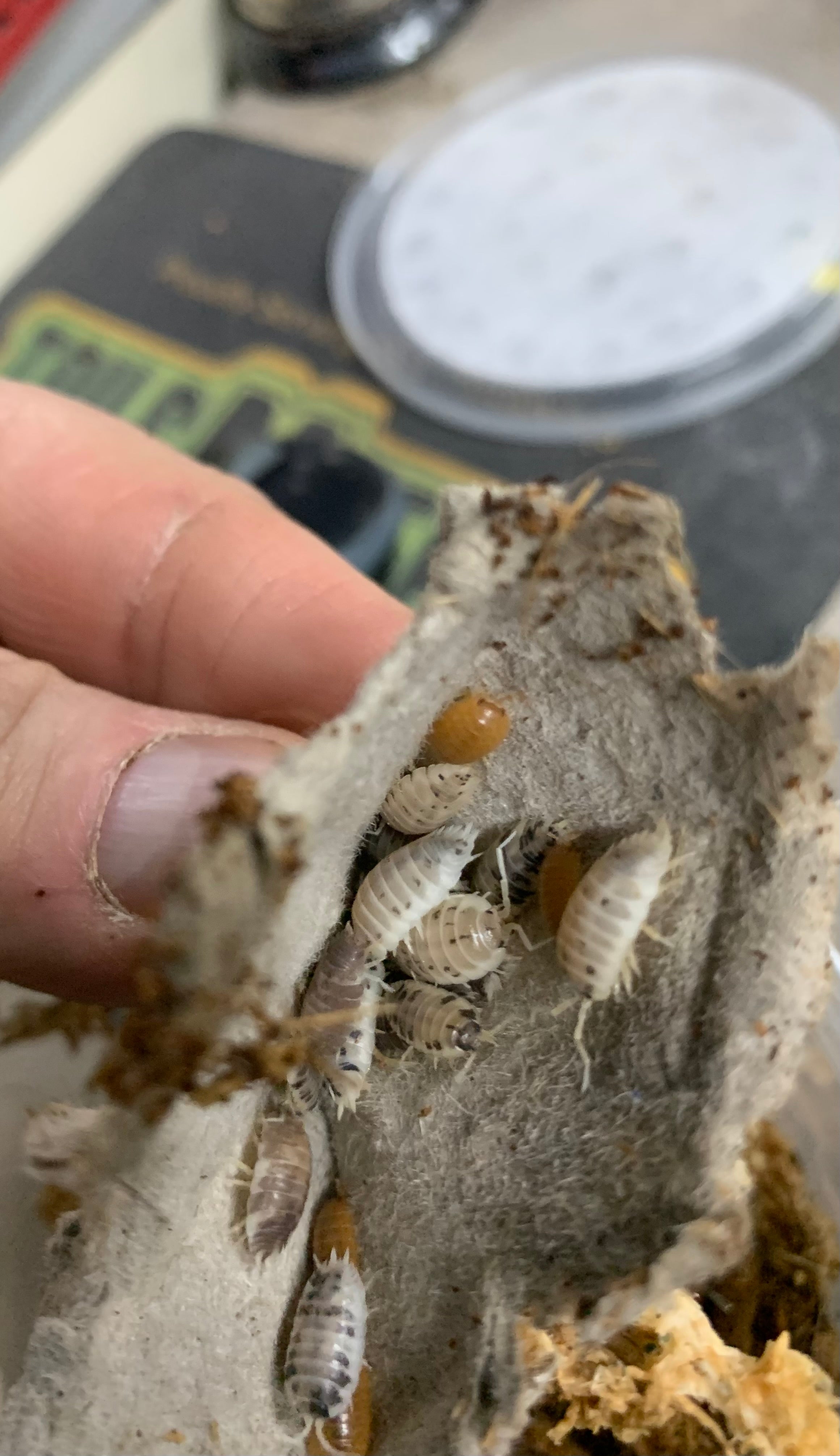 PARTY MIX ISOPODS 12+ (Porcellio assortment)