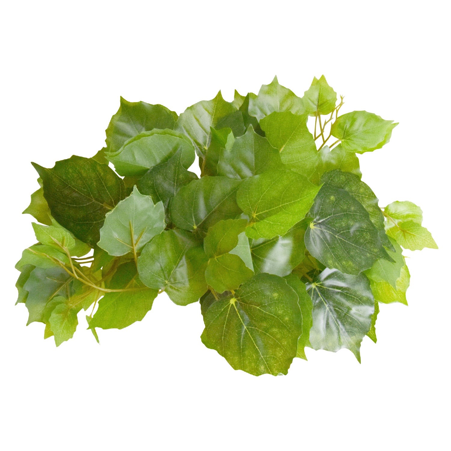 lizard pothos Reptile Pothos Plant Plant