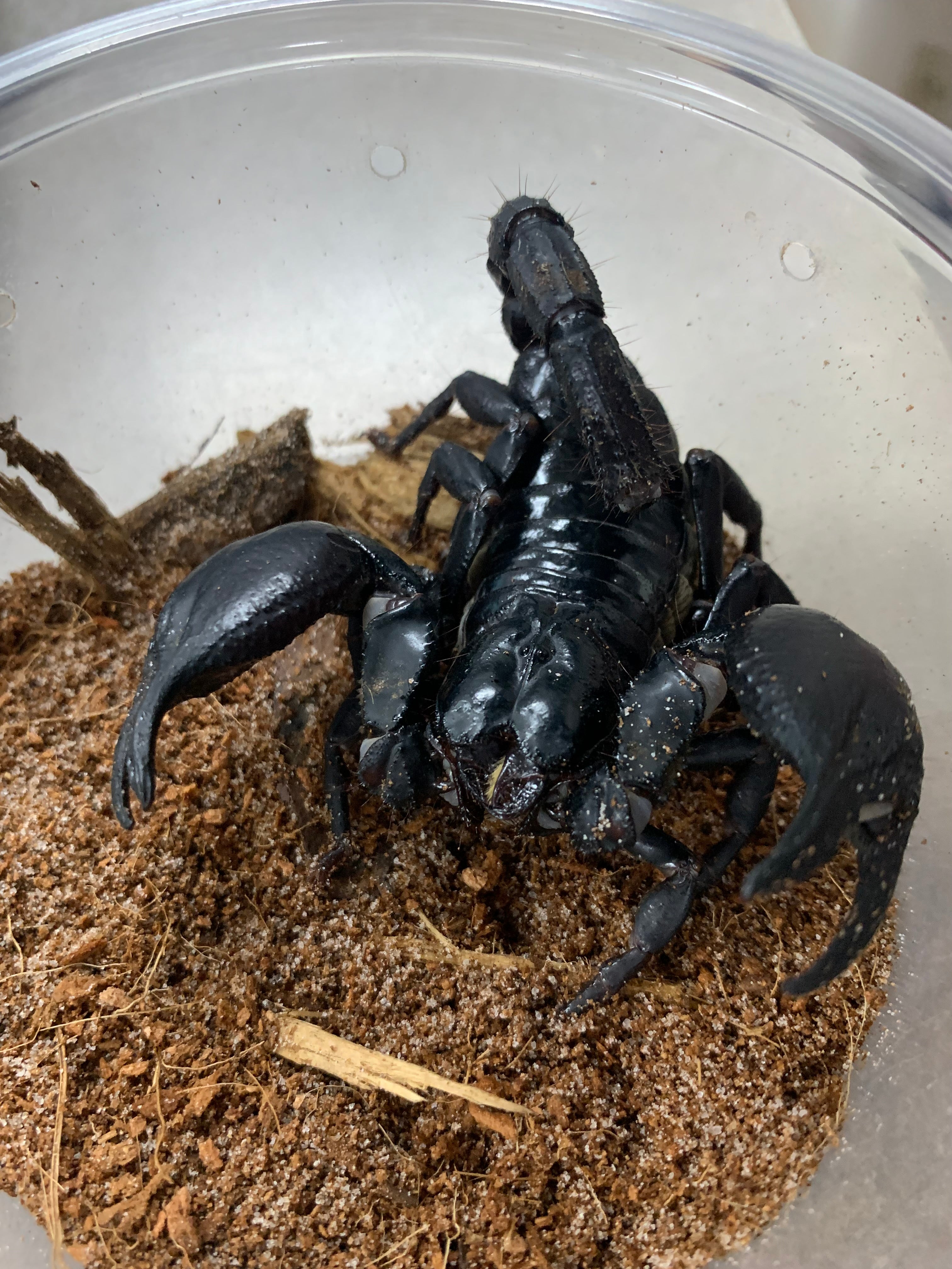Black Asian Forest Scorpion Buthus (Heterometrus) spinifer - No Shippi