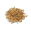 Mealworms Live- small - 100 Lot