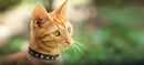 ANGEL "Athens" Leather Cat Collar 10" x 1/2" (Baby Blue)
