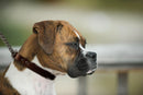 ANGEL "Rio Martingale" Leather Collar 18" x 1" (Black)