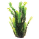 Diandra - 16" - Plant