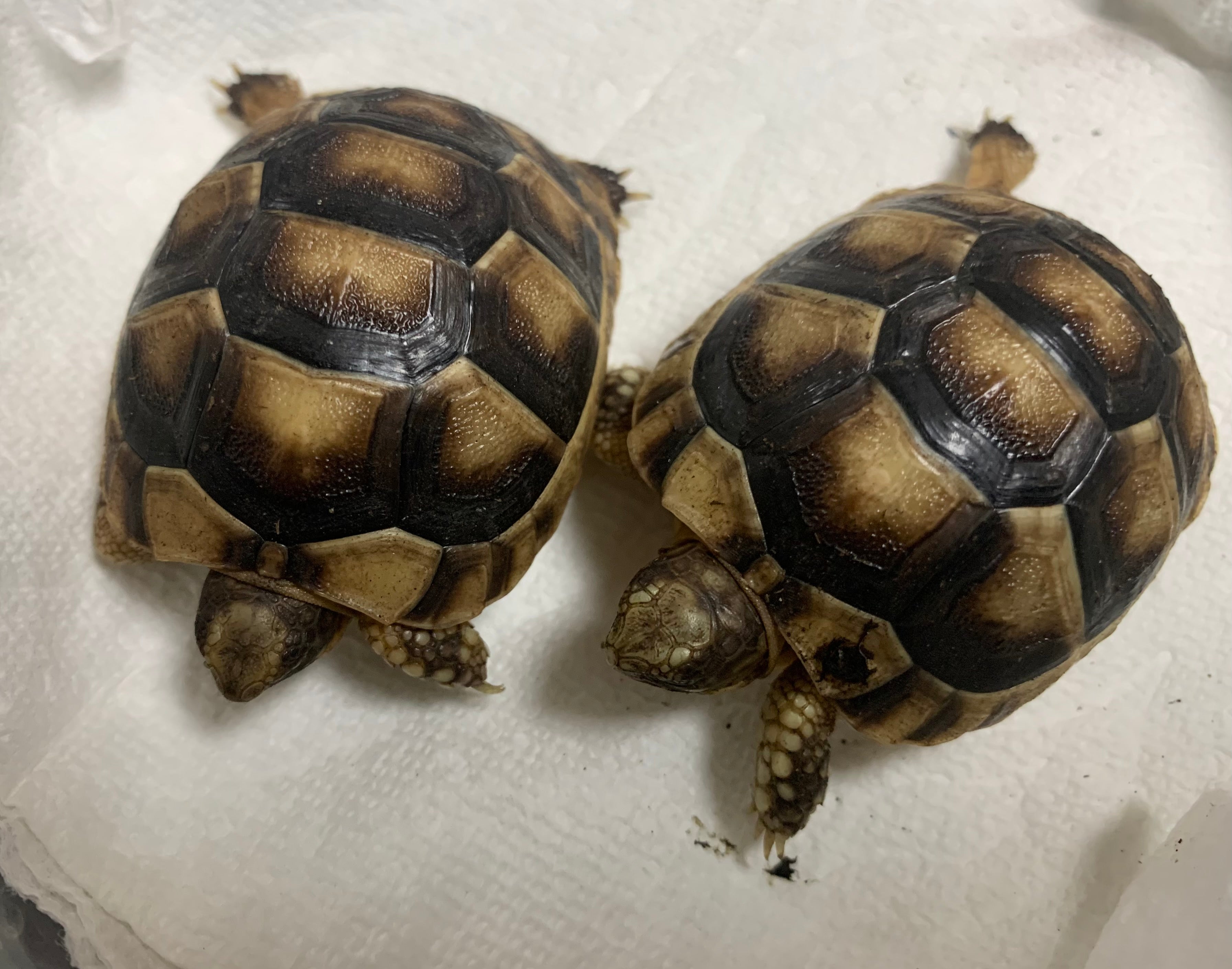 Marginated Tortoise Baby (Testudo marginata)