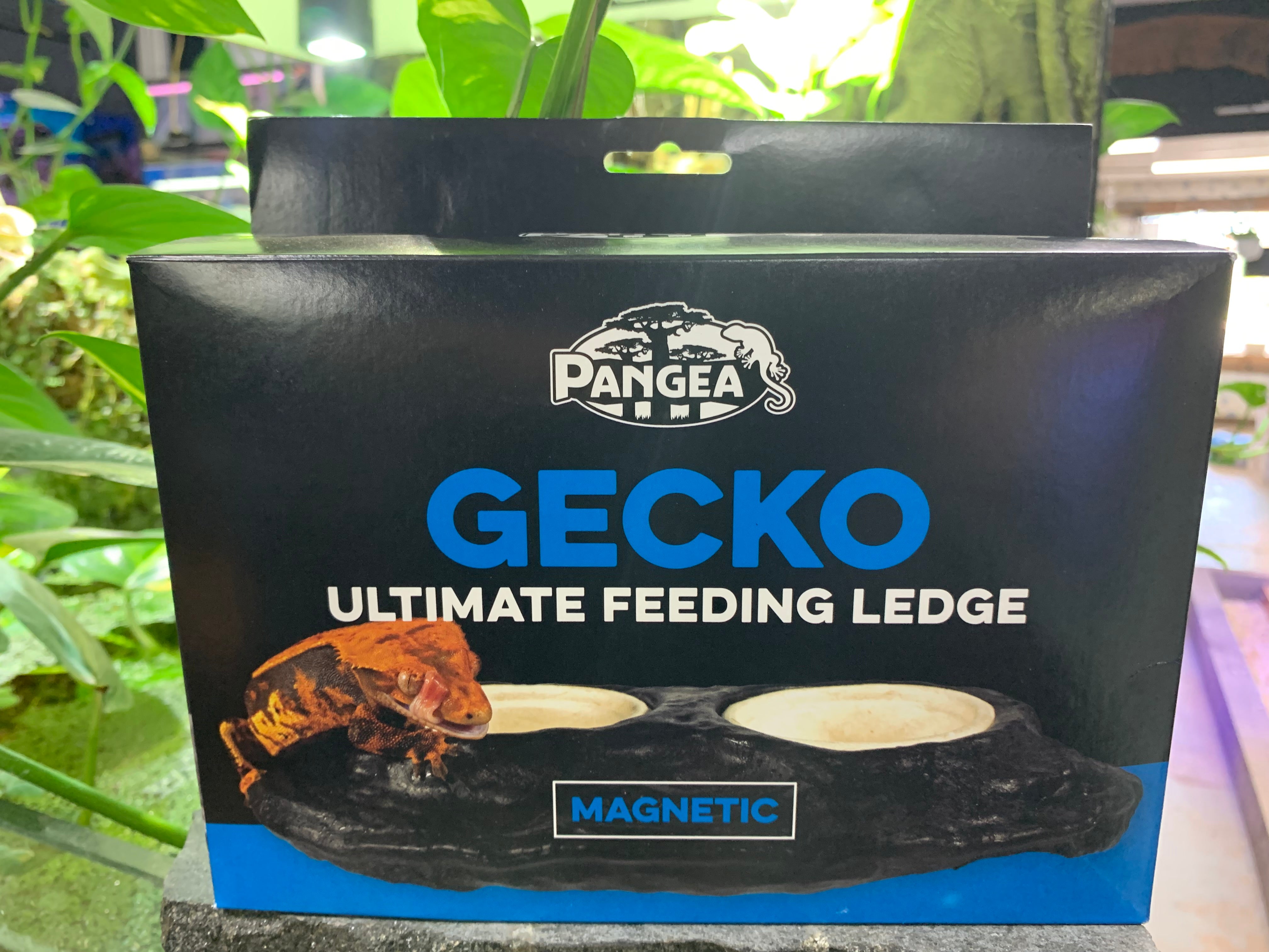 Pangea mini magnetic gecko feeder outlet ledge