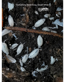 Dwarf Tropical Woodlice isopods (Trichorhina tomentosa) - 25+