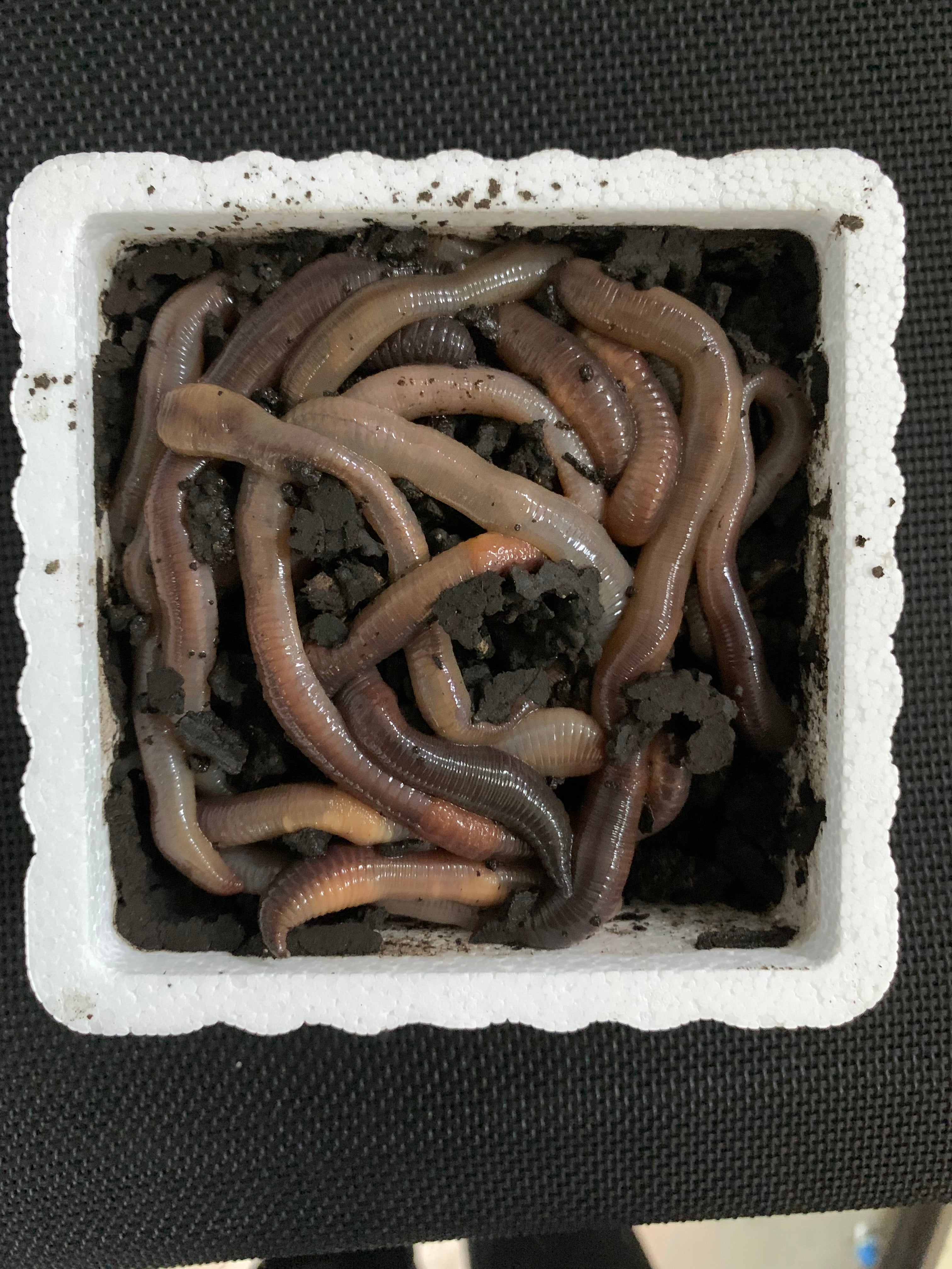 Large Canadian Nightcrawlers - Dew Worms - Dozen