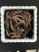 Large Canadian Nightcrawlers - Dew Worms - Dozen