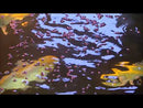 Tropical Pond Pellet - Small 650g ~ Basic Floating Food for Pond Fish