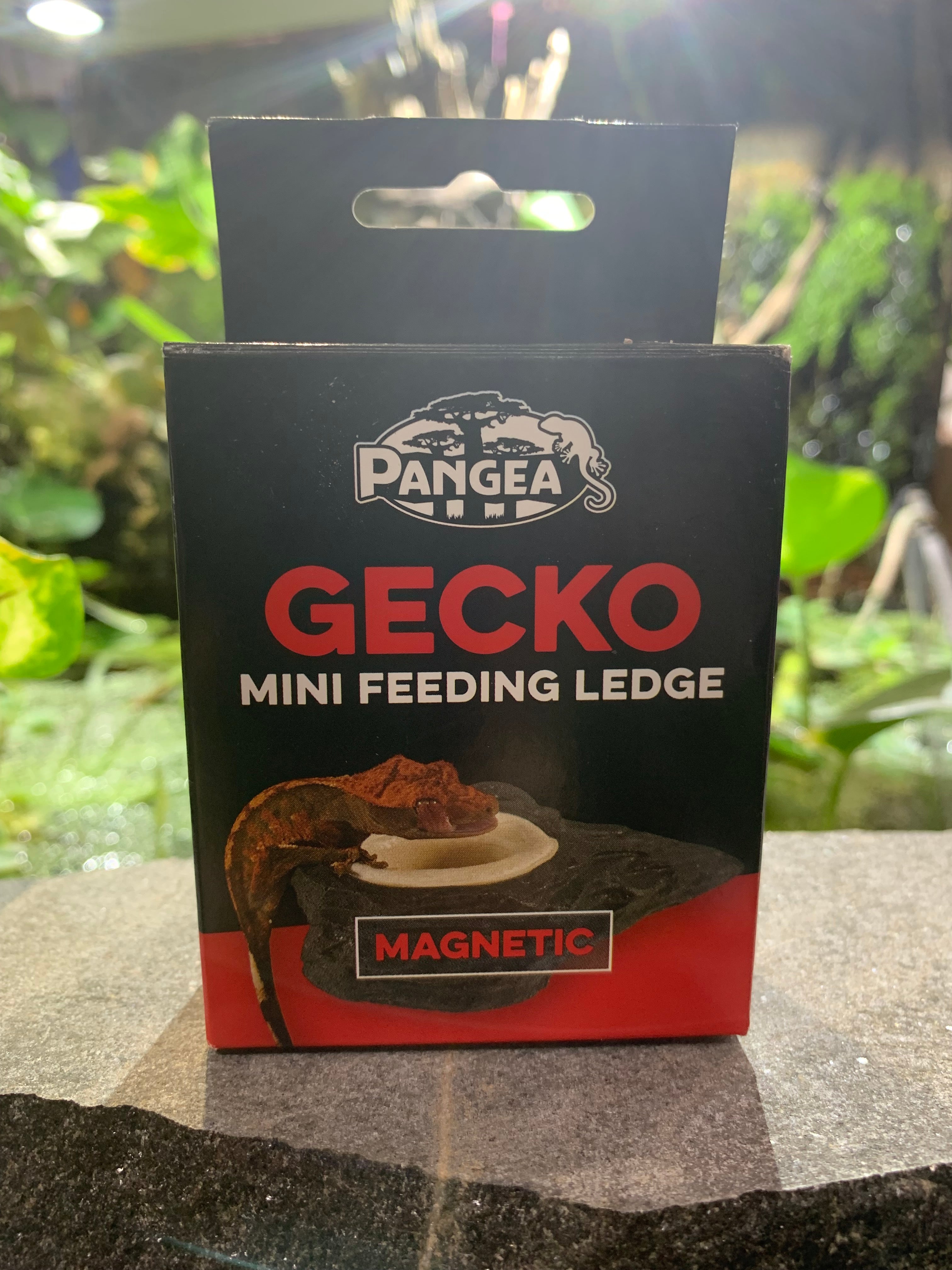 Pangea mini magnetic gecko feeder ledge sale