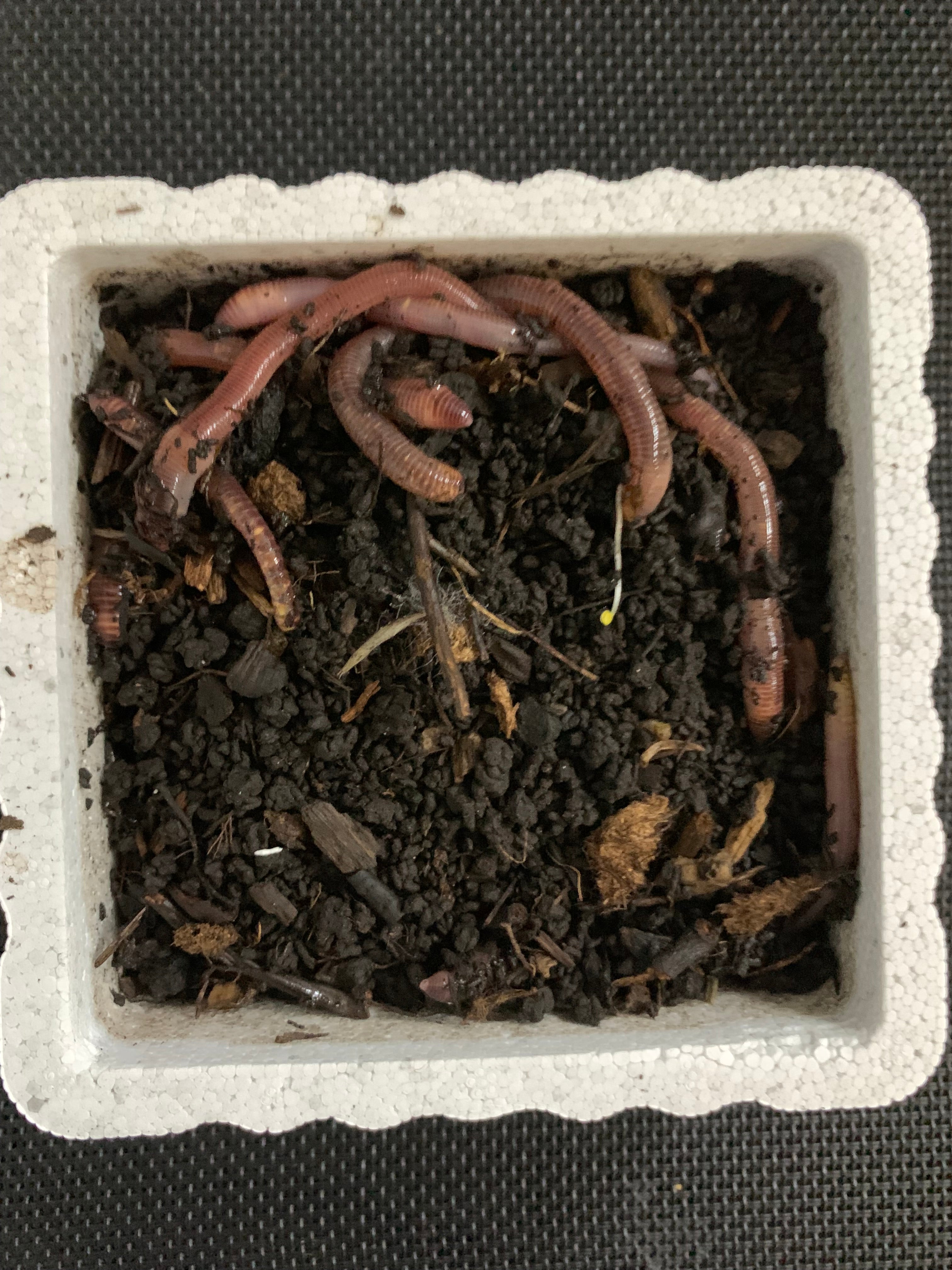 Large Canadian Troutworms - (Red Wigglers) - 2 Dozen