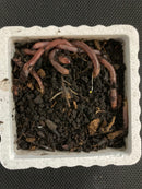 Large Canadian Troutworms - (Red Wigglers) - 2 Dozen
