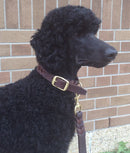 ANGEL "Braided" Leather Collar 26" x 1.25" (Brown)