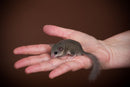 Baby African Pygmy Dormice - Micro Squirrels - DO NOT SHIP