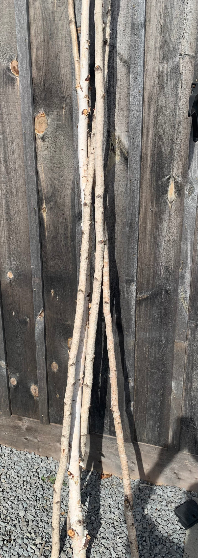 Birch Wood Pole 8 to 9 feet tall - MAY NOT SHIP PLEASE INQUIRE