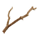 Galapagos Cholla Tree Branches & Wood Assorted sizes