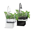 Fluval Kühl Microscaping Kit - 8L (2.1 US Gal)) "ARRIVING TUESDAY JUNE 21 2026"