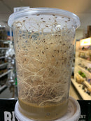 Flightless Fruit Fly Cultures – Drosophila Melanogaster & Hydei