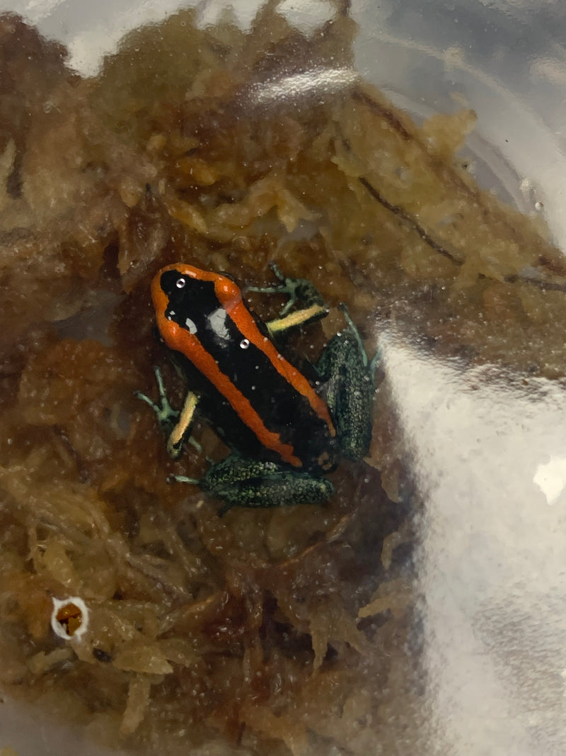 Golfodulcean Poison Arrow Dart Frog  (Phyllobates vittatus)