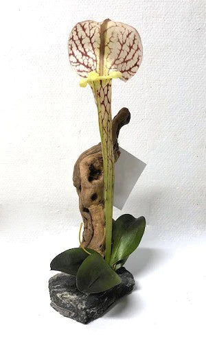 HABI-SCAPE PITCHER PLANT ON DRIFTWOOD