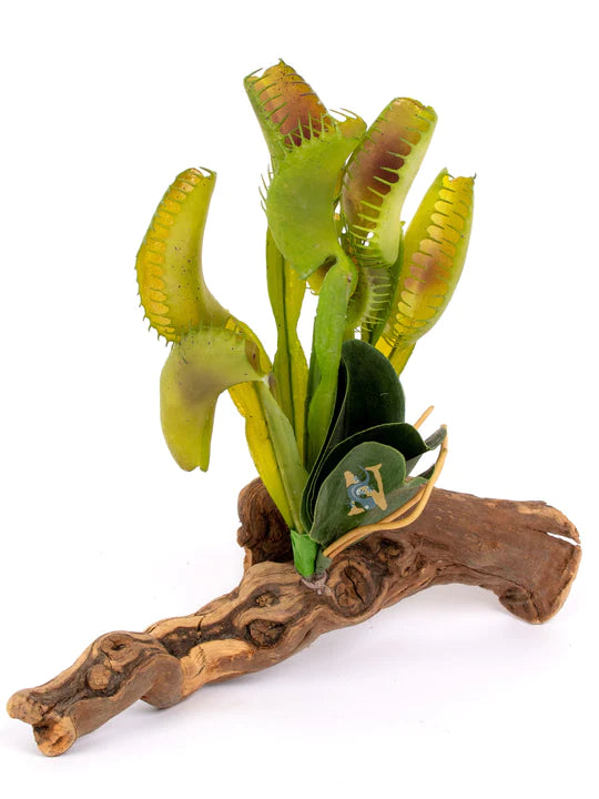 HABI-SCAPE VENUS FLY TRAP ON DRIFTWOOD