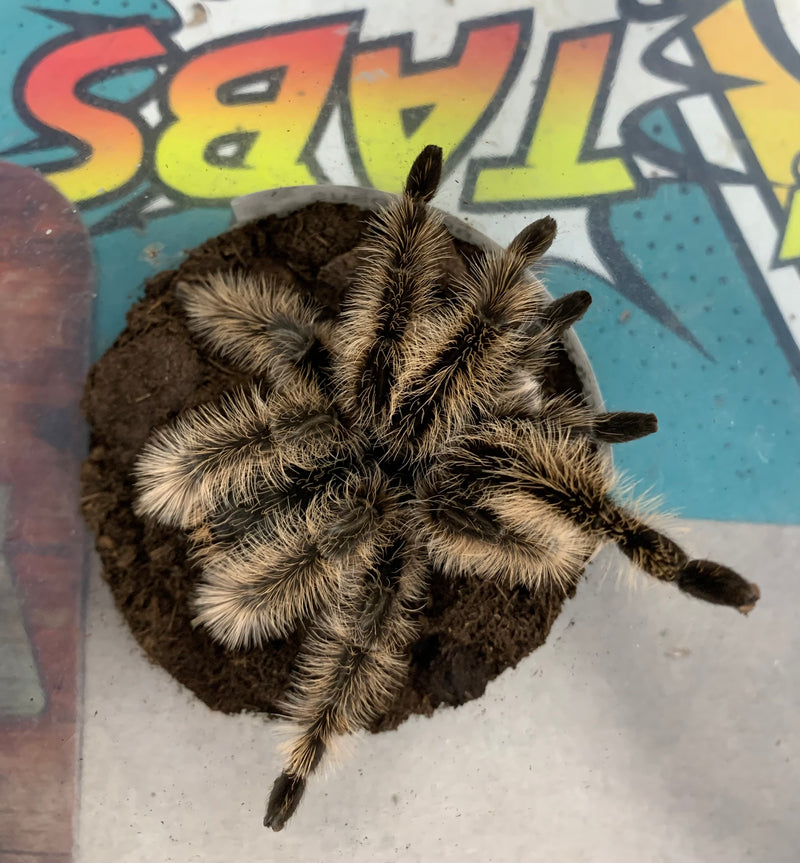 TARANTULA BLACK CURLY HAIR (Tliltocatl albopilosus)