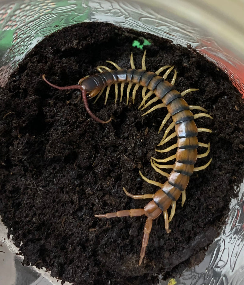 CENTIPEDE Tiger Leg  - (Scolopendra polymorpha)