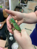 Baby Green Iguana