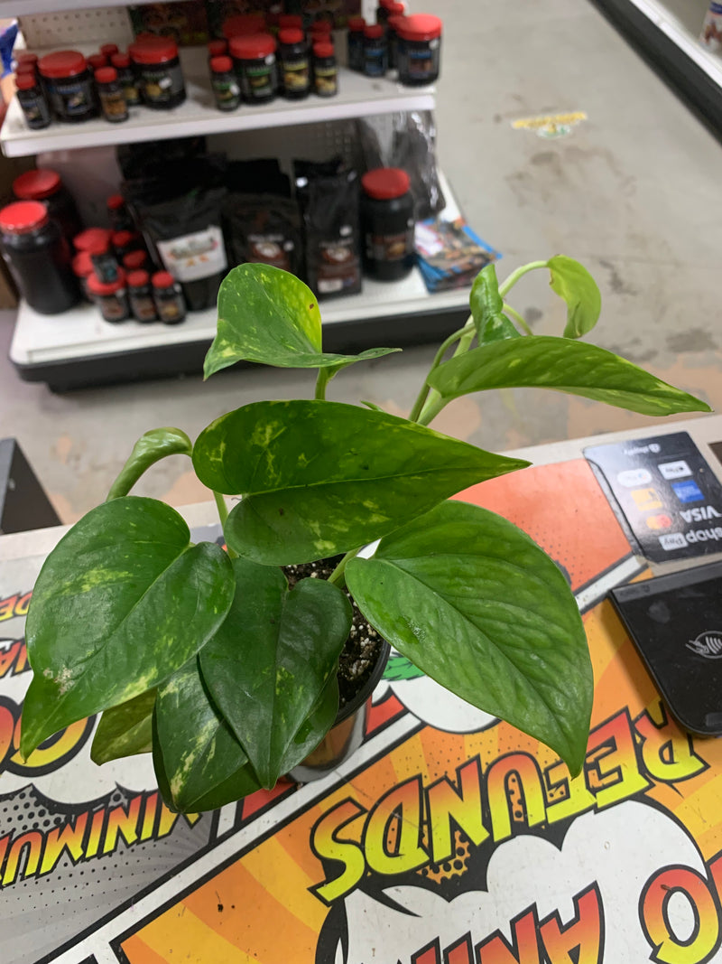 Live Pothos Plant (Epipremnum aureum )