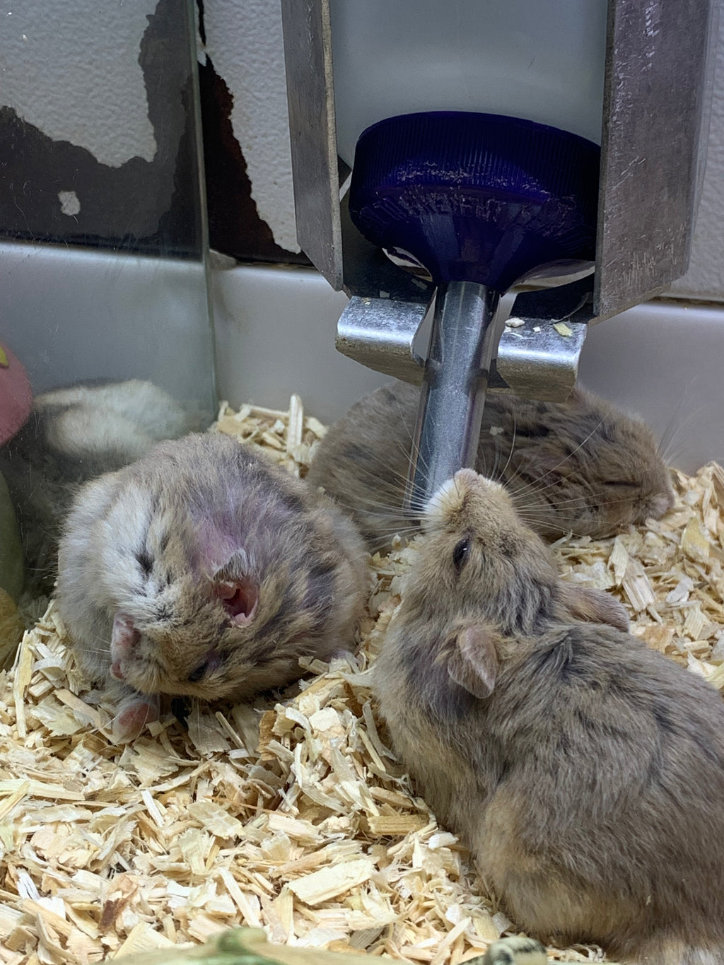 Dwarf Real Live Hamsters For Sale Hamsters Live Together Male And