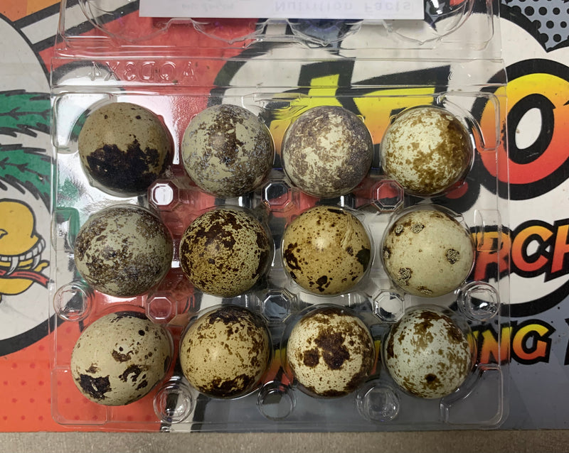 Farm Fresh Quail Eggs (Coturnix coturnix) per Dozen