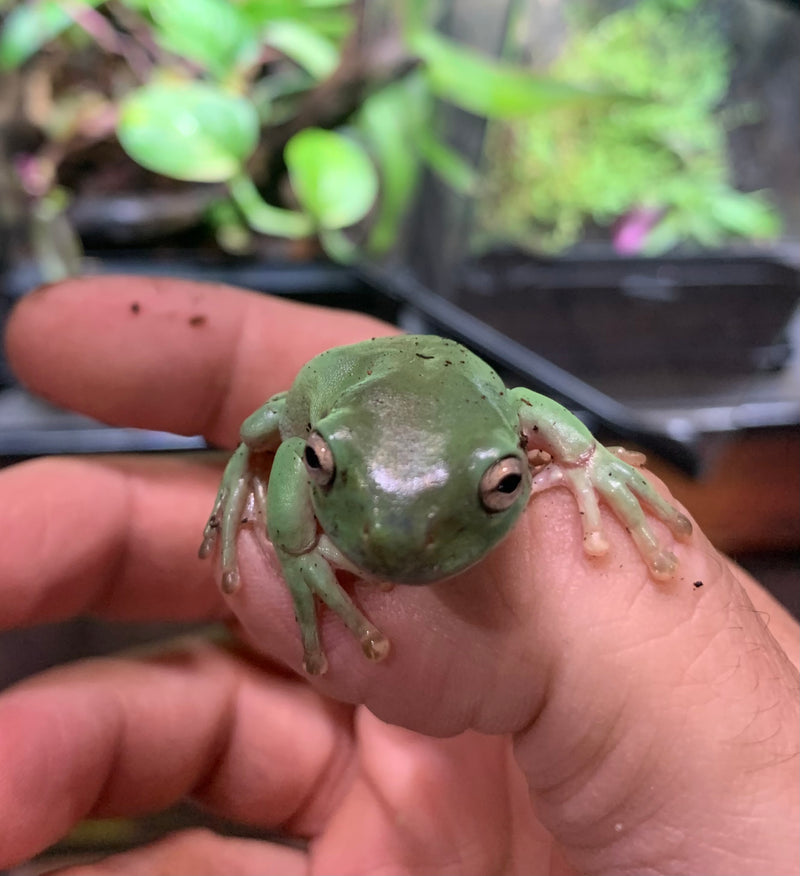 Whites Treefrog (Litoria caerulea) (Dumpy Frog) Captive Bred 2023