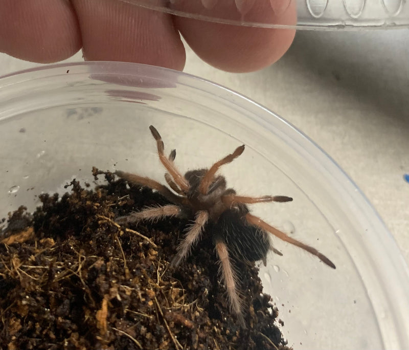 TARANTULA  1/2″ “TARANTULA MEXICAN FIRE LEG” (Brachypelma boehmei)