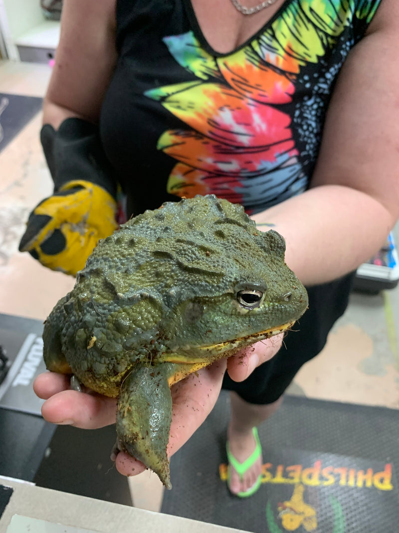 Giant MONSTER Pixie Frog (Pyxicephalus adspersus) Captive Bred