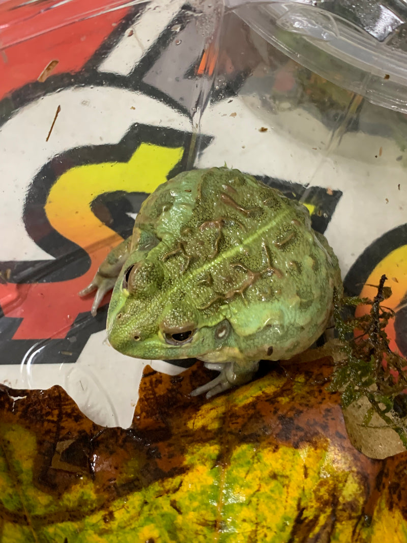 Pixie Frog (Pyxicephalus adspersus) Captive Bred 2023