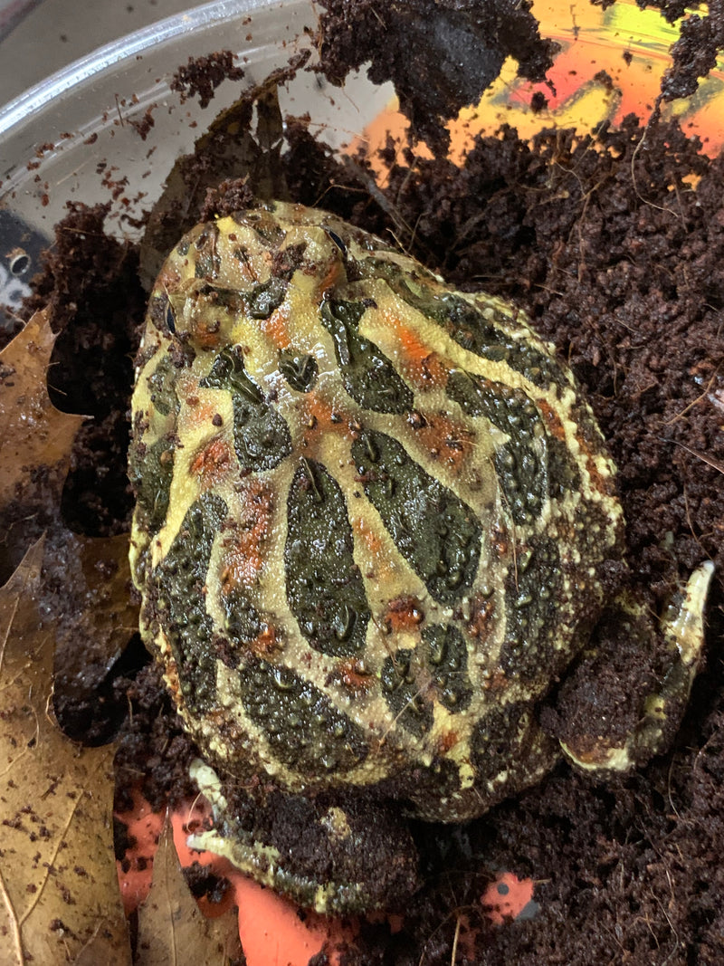 Large Brown Pacman Frog