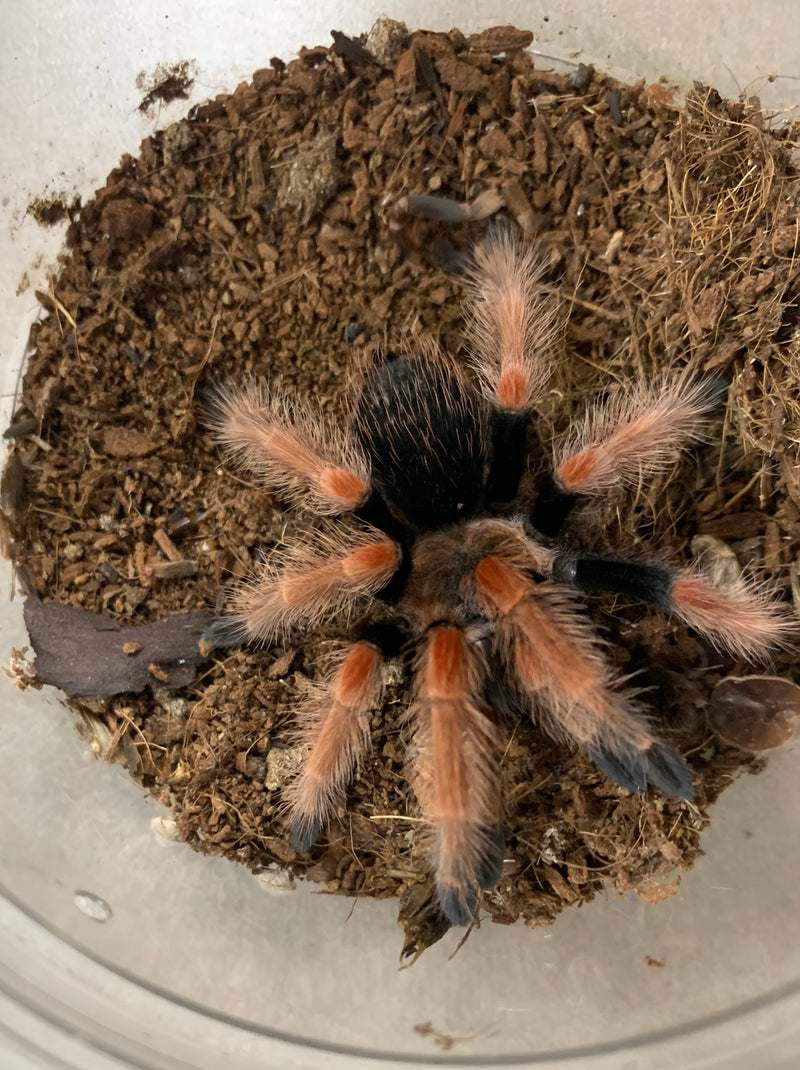 TARANTULA  2″ + “TARANTULA MEXICAN FIRE LEG” (Brachypelma boehmei)