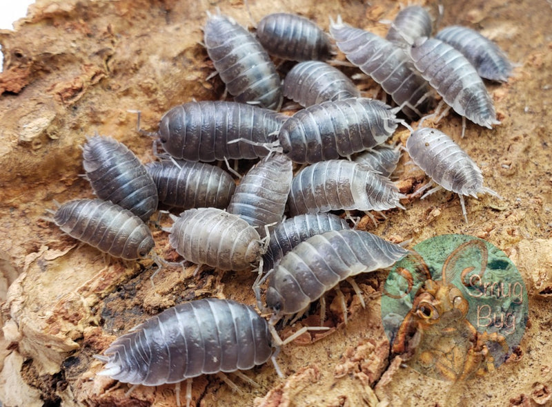 Isopods Milk Back isopods - Porcellio laevis - 12+