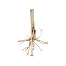 Amur River wood - Small S1-420, (10- 12 inch height)