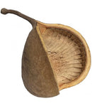 Jurassic Budha Nut Pod Large