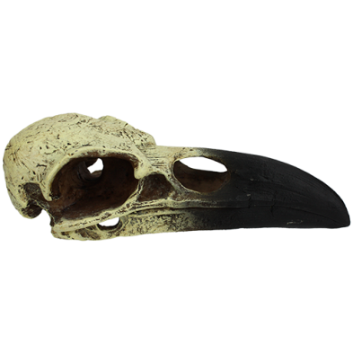 KOMODO RAVEN SKULL MEDIUM HABITAT DECORATION