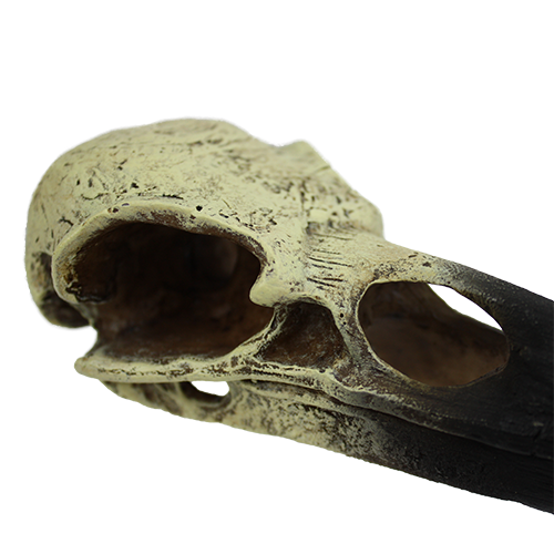 KOMODO RAVEN SKULL MEDIUM HABITAT DECORATION