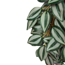 KOMODO ZEBRINA CLIMBING PLANT LARGE 16" PLANT DECORATION