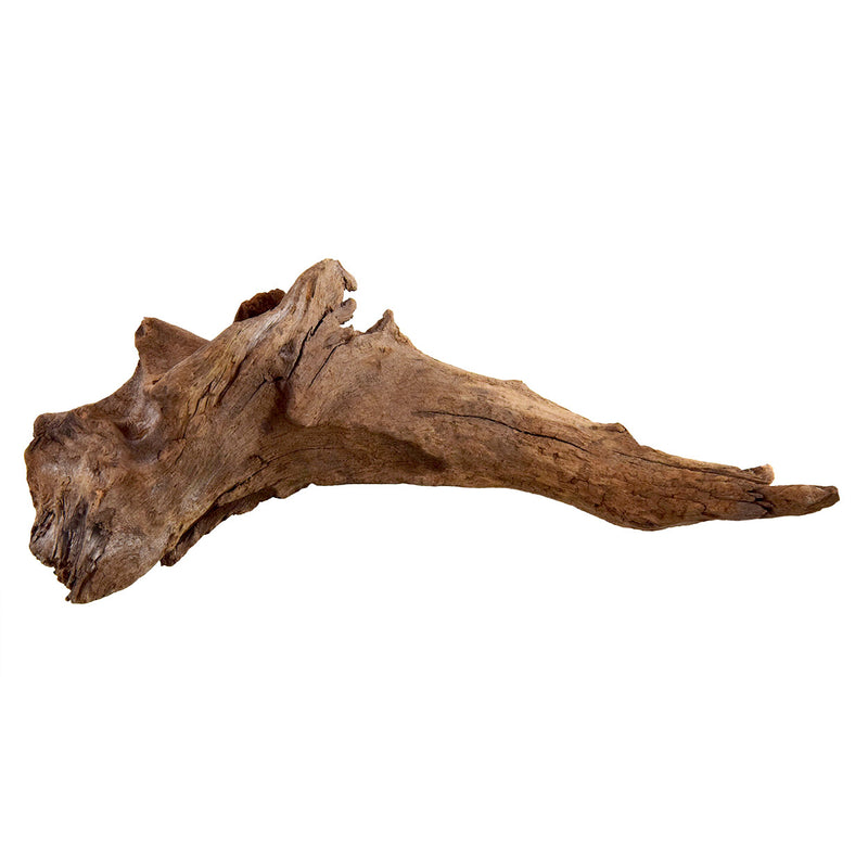 Kapas Root - Small - For Aquariums or Terrariums