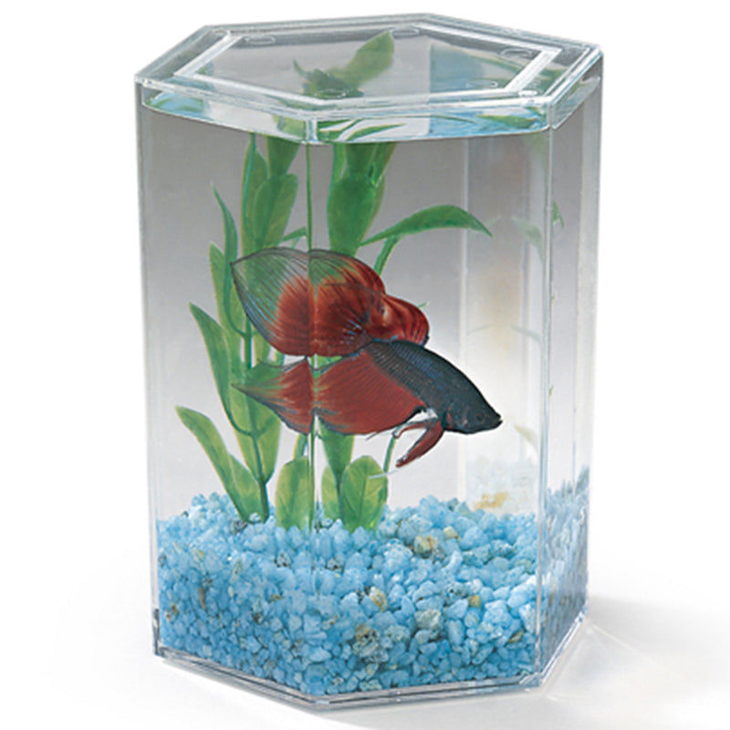 Lees Hexagon Betta Keeper - Small