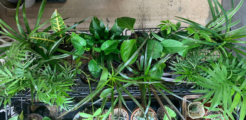 Live Assorted Tropical Plants $7.99 EACH