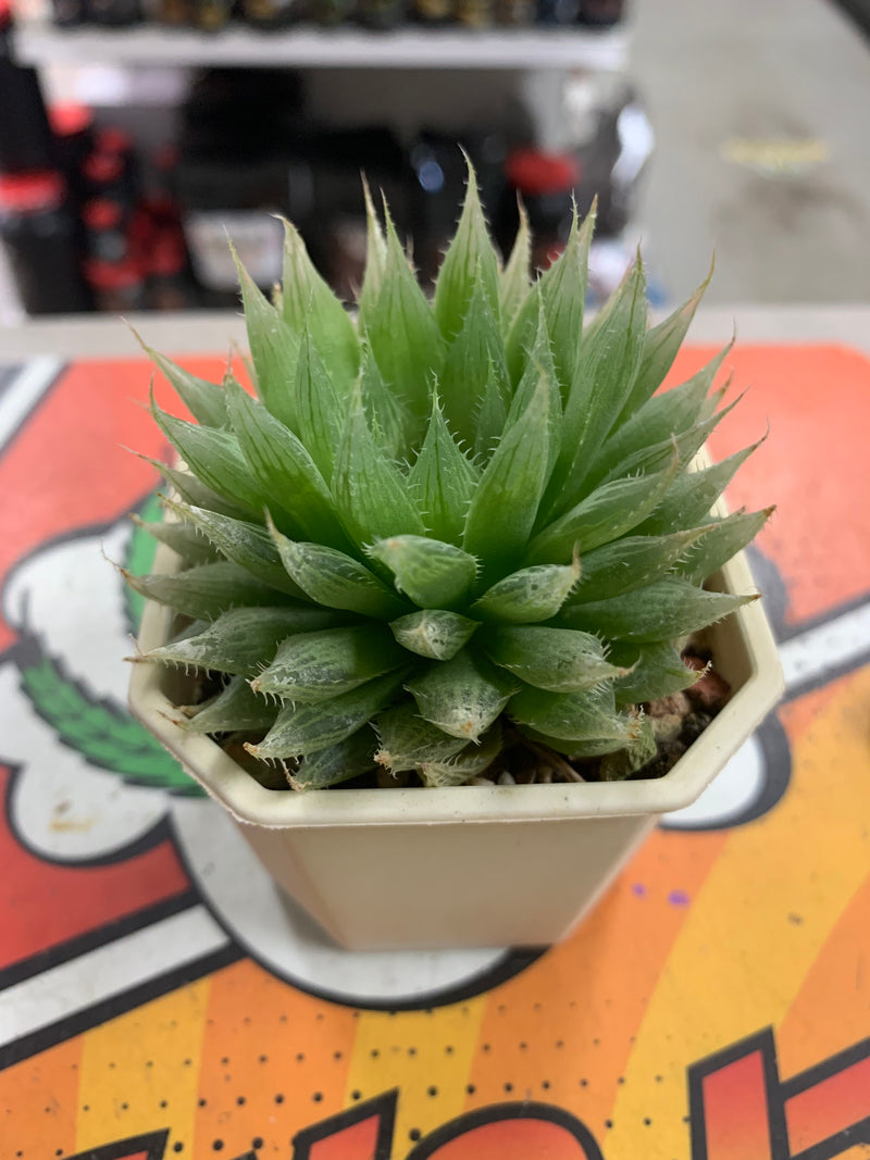 Live Haworthia Cooperi var Truncata  Succulent Plant