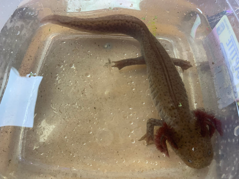 Live Large Female Copper Axolotl