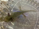 Live Large GFP Axolotl
